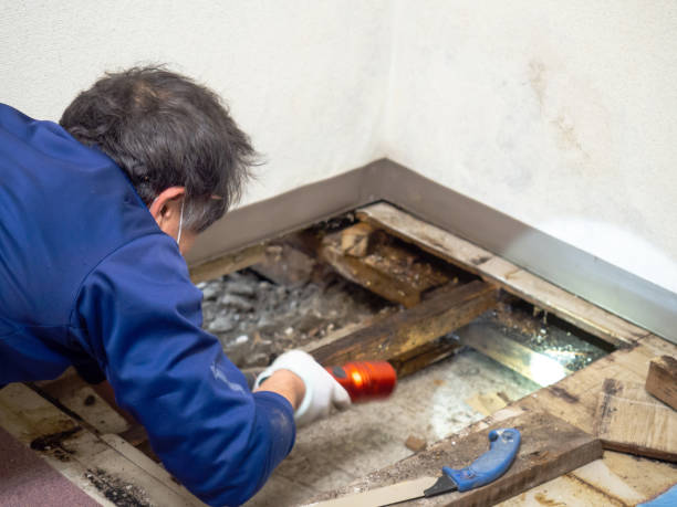 Best Mold Damage Repair  in Lake Barrington, IL