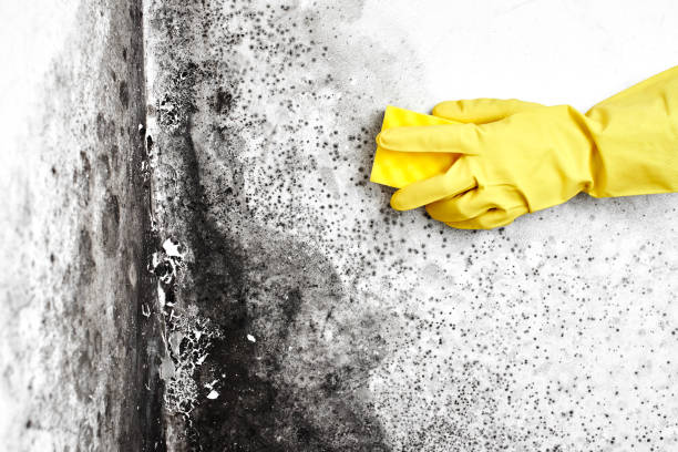 Best Same-Day Mold Removal  in Lake Barrington, IL