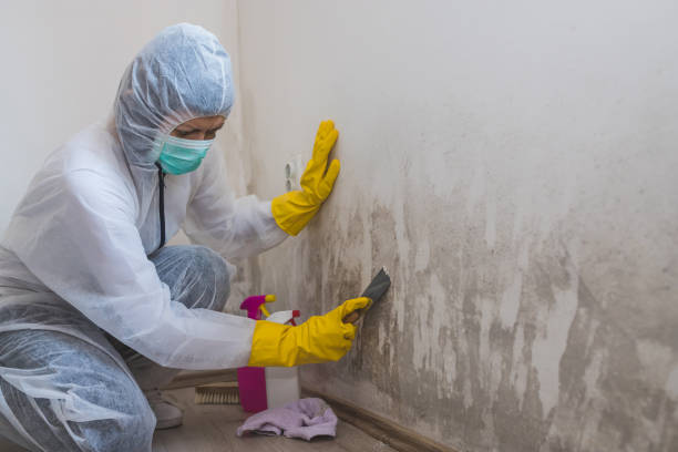 Best Commercial Mold Removal  in Lake Barrington, IL