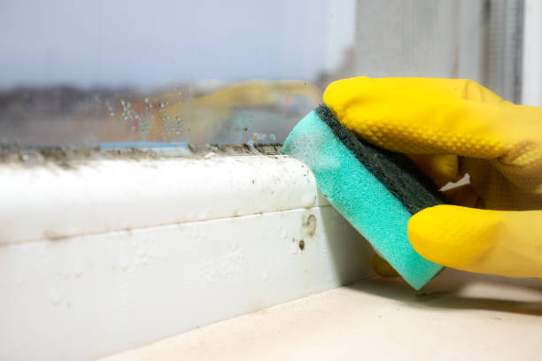 Best Same-Day Mold Removal  in Lake Barrington, IL