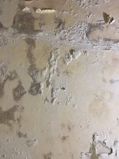 Mold Removal Process in Lake Barrington, IL