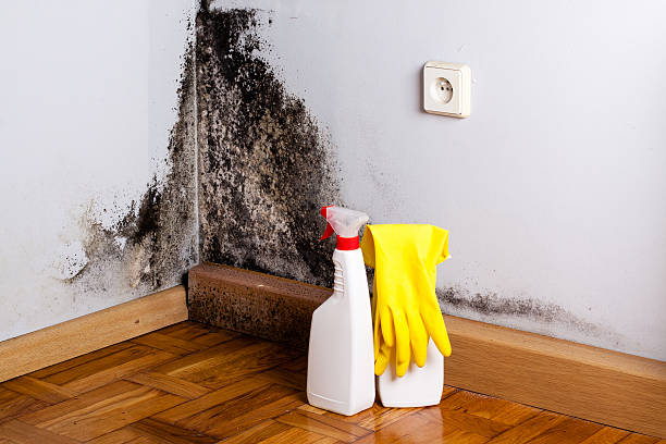 Best Mold Damage Repair  in Lake Barrington, IL