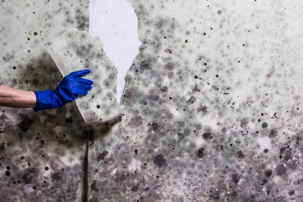 Best Mold Remediation  in Lake Barrington, IL